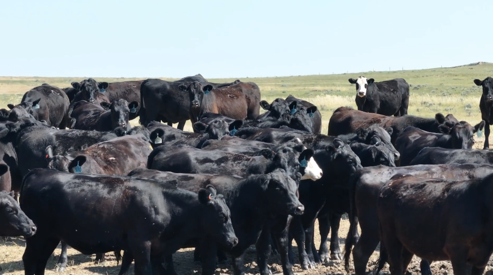 Want bull bred or Ai’s your choice here! March 10 calving! BH722C5